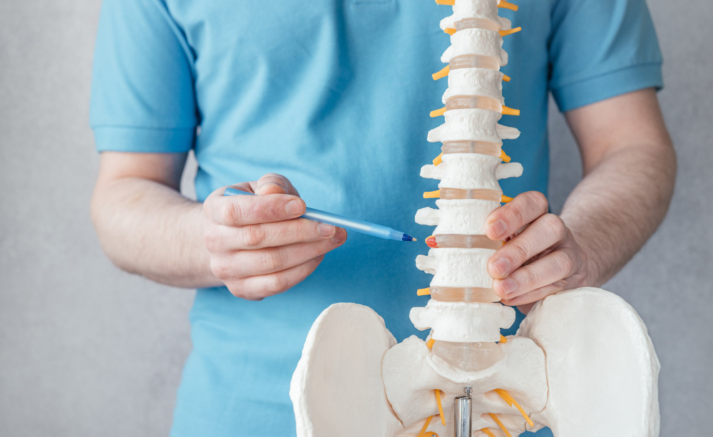 Spine model showing spondylolisthesis